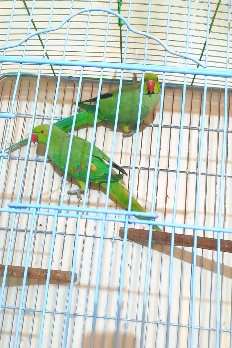 Ringneck Breeder Pair 0