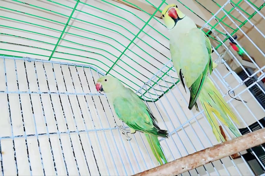 Ringneck Breeder Pair 3