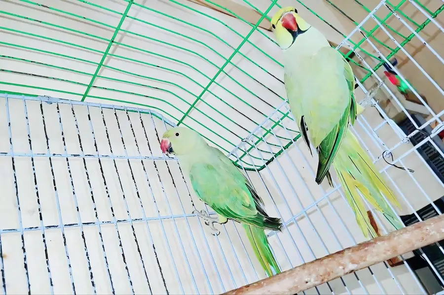 Ringneck Breeder Pair — photo 4