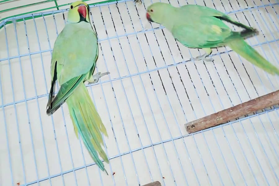 Ringneck Breeder Pair 4
