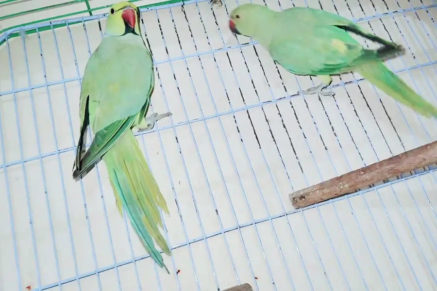 Ringneck Breeder Pair — photo 5