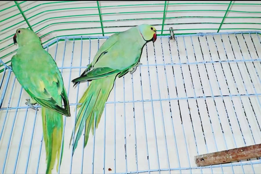 Ringneck Breeder Pair 5