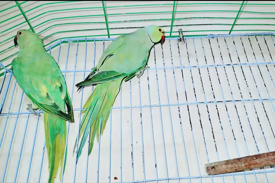 Ringneck Breeder Pair — photo 6
