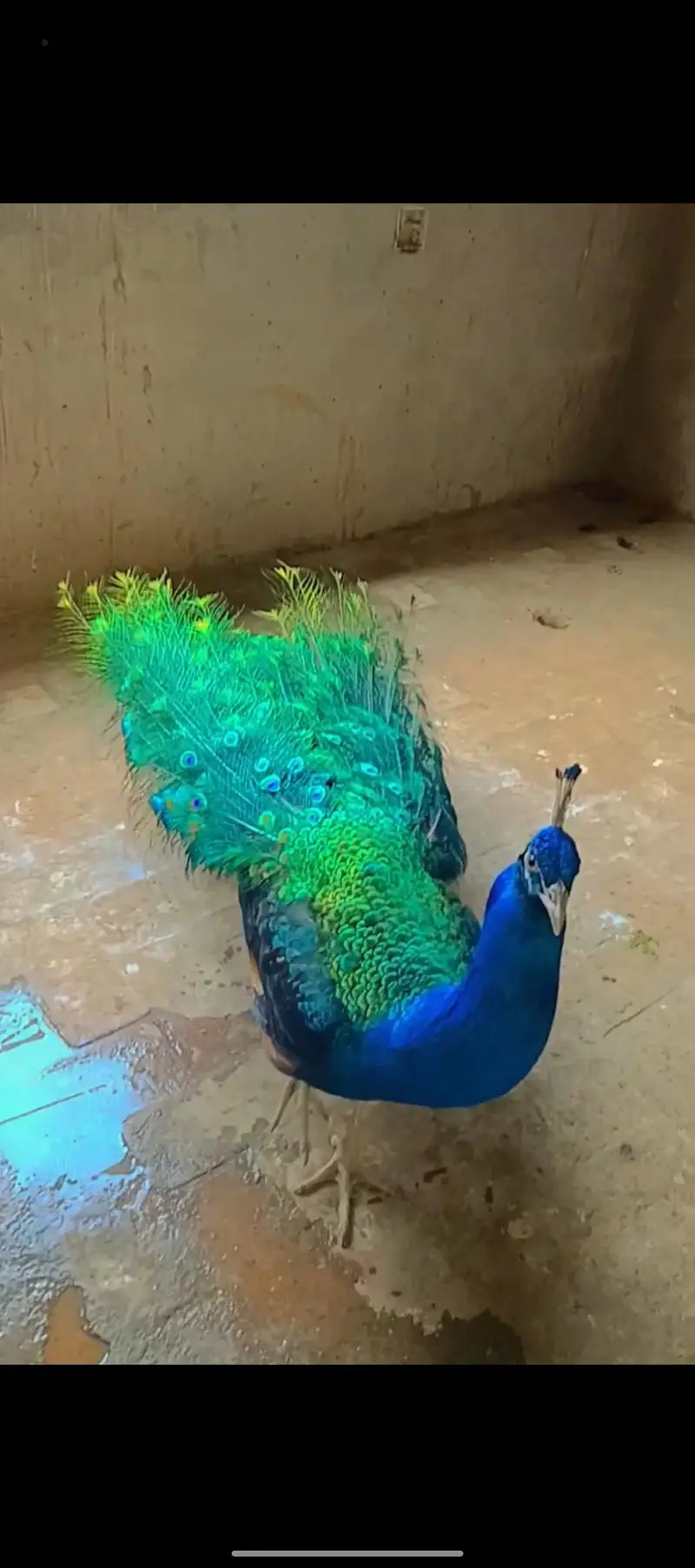 peacocks beautiful — photo 3