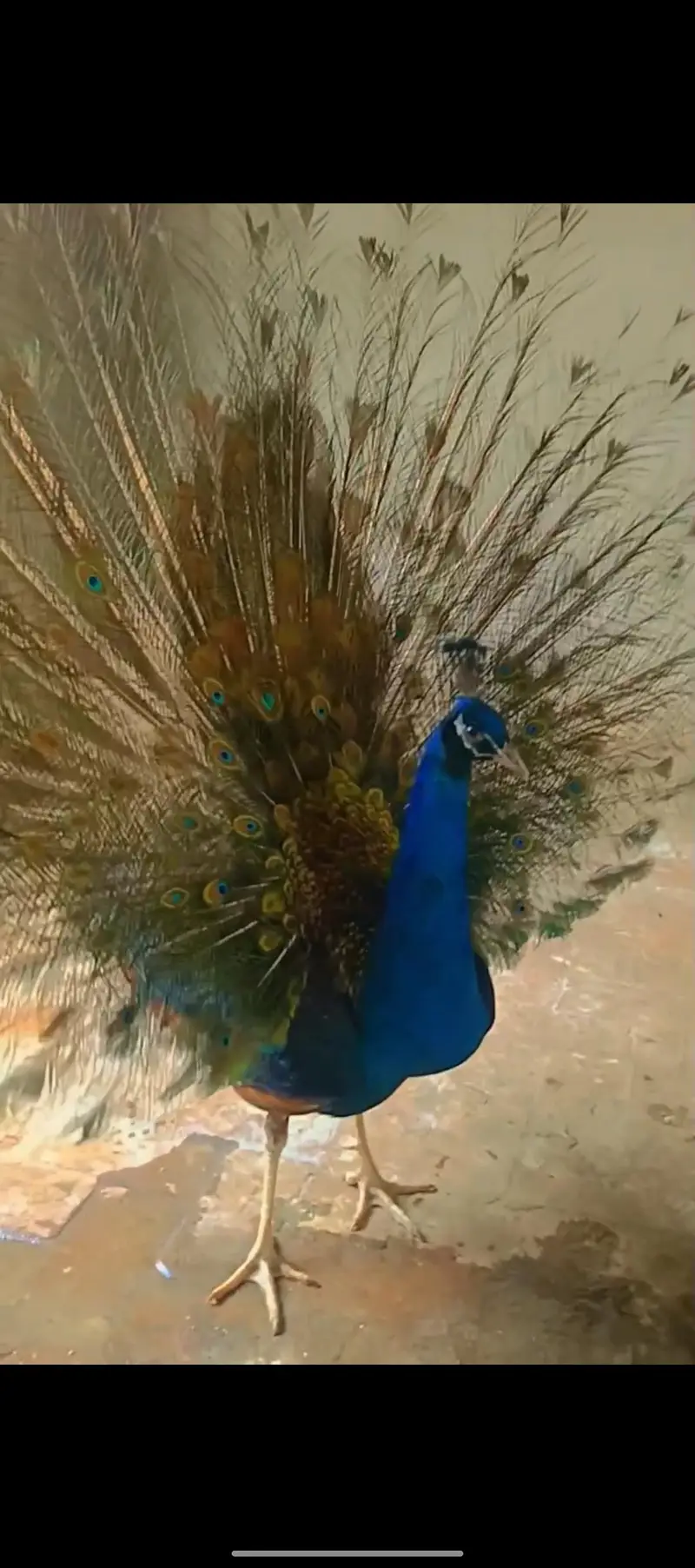 peacocks beautiful — photo 4