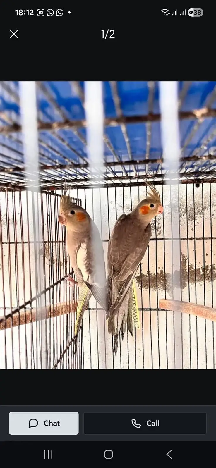 Grey Cockatiels and Eno Pied Male — photo 2