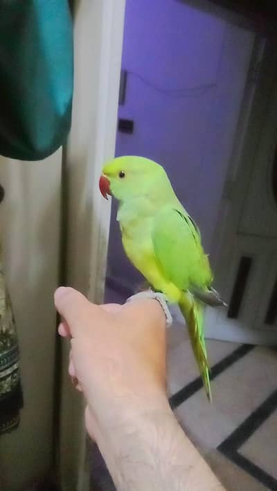Green ringneck parrot handtame parrot