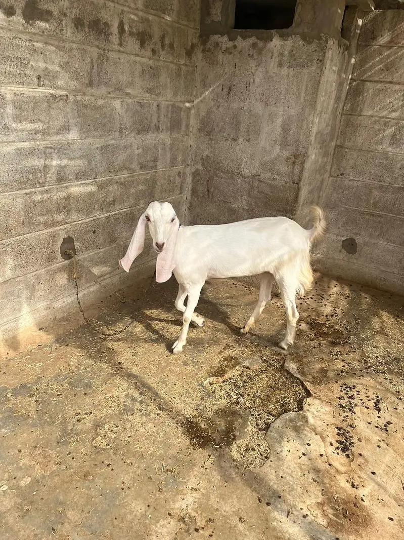 1 krass kamori hai or ak krass gulabi hai — photo 2