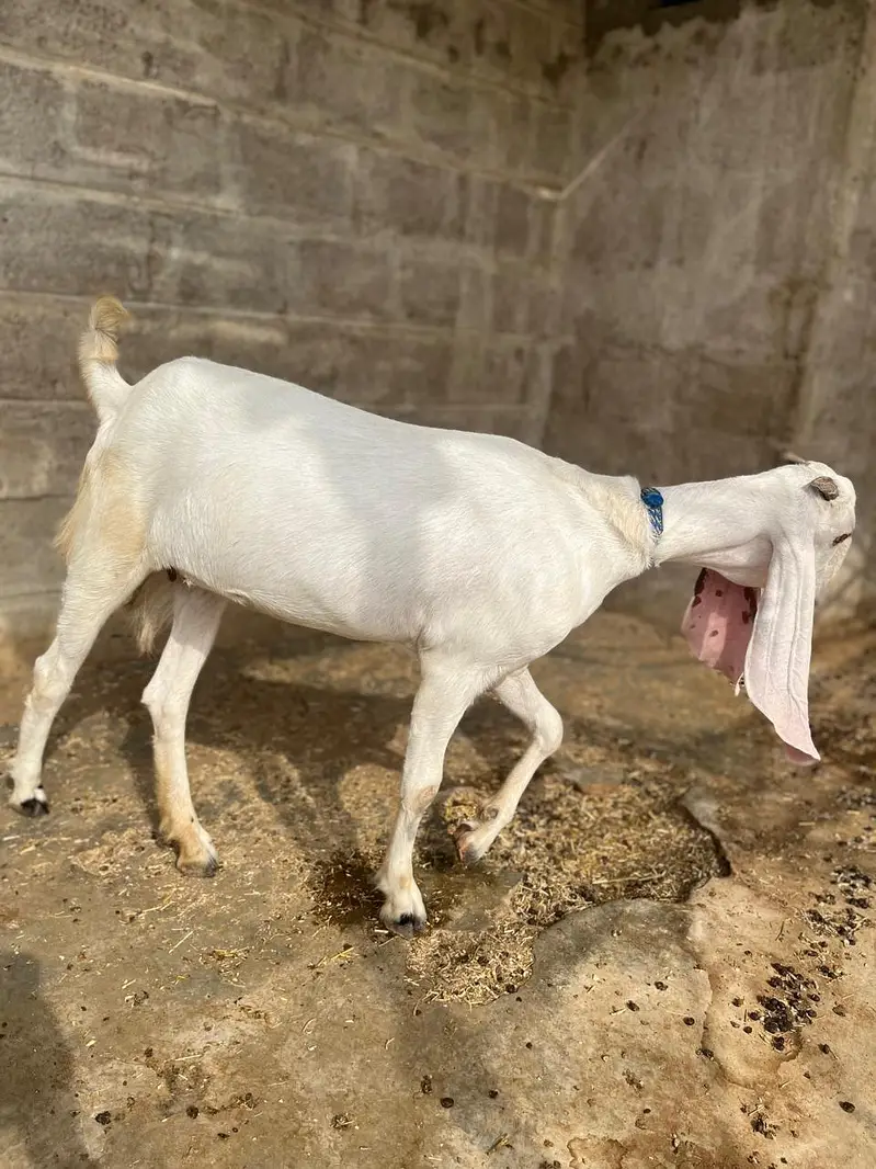 1 krass kamori hai or ak krass gulabi hai — photo 4
