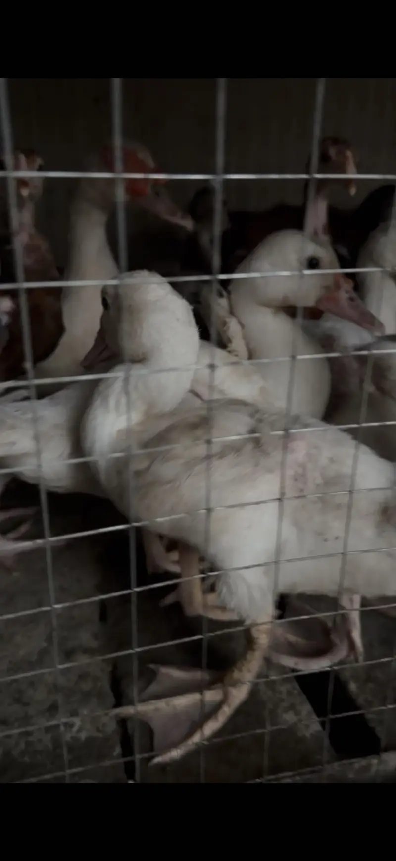 Muscovy chicks — photo 4
