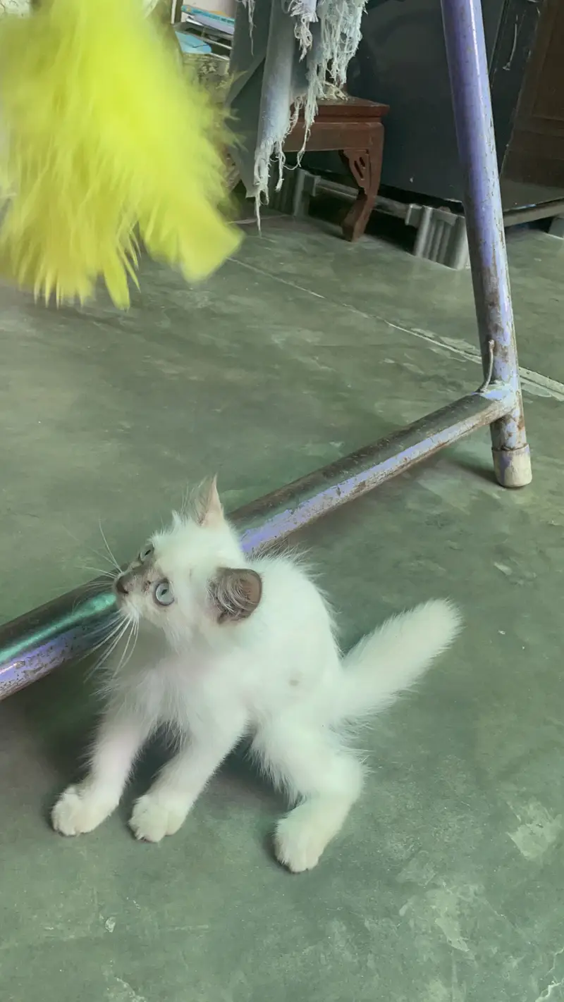 Persian kitten /Blue eyes kitten/03247627801 WhatsApp/Himalayan kitten — photo 2