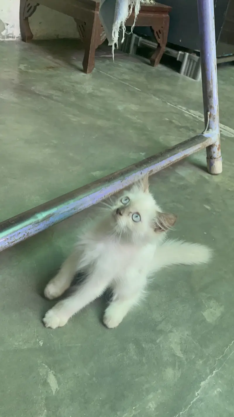 Persian kitten /Blue eyes kitten/03247627801 WhatsApp/Himalayan kitten — photo 3