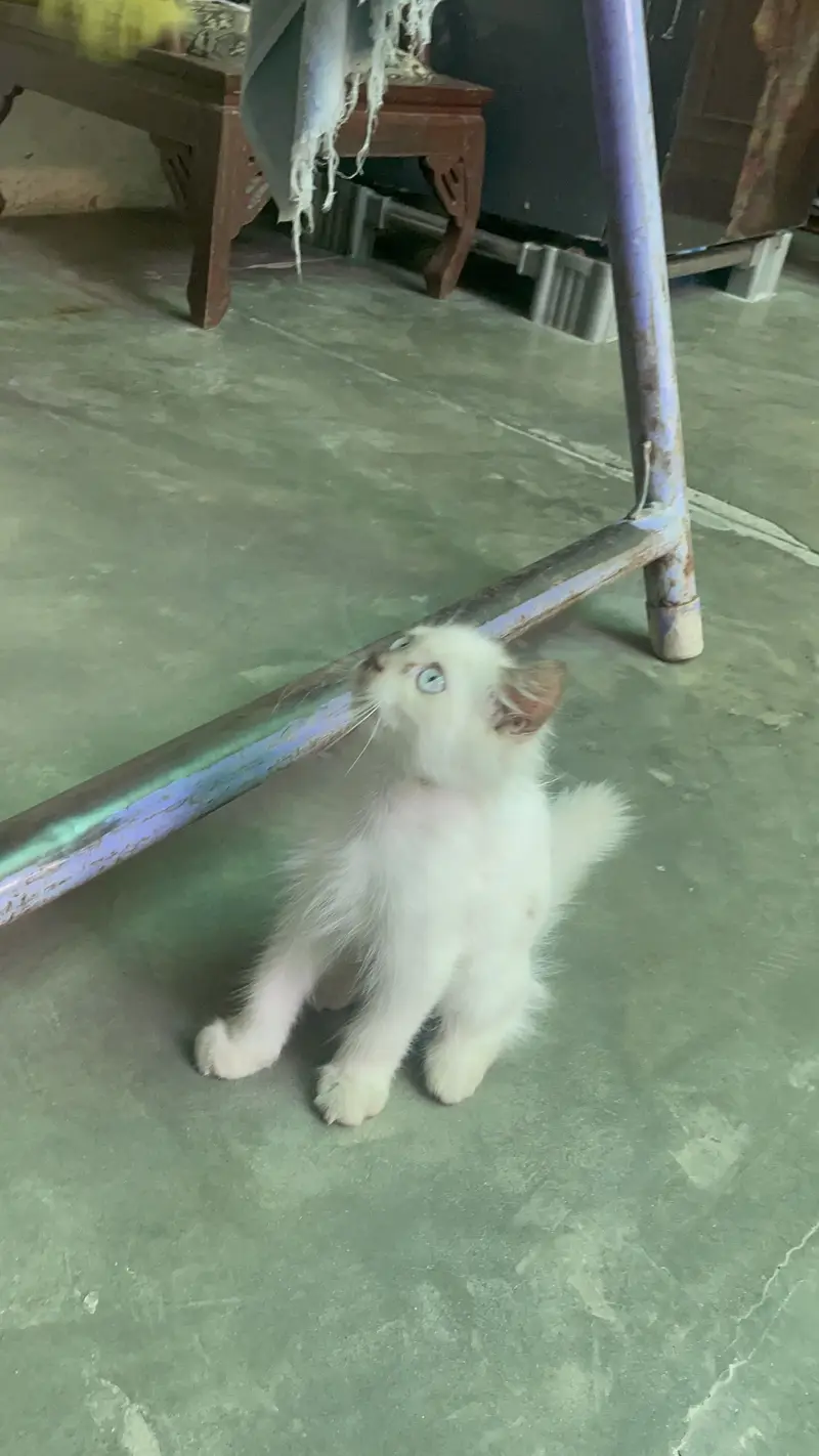 Persian kitten /Blue eyes kitten/03247627801 WhatsApp/Himalayan kitten — photo 4