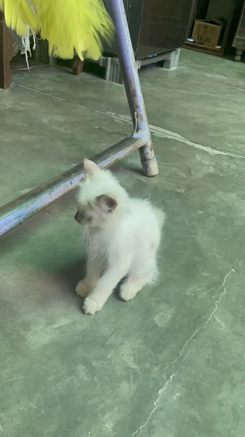 Persian kitten /Blue eyes kitten/03247627801 WhatsApp/Himalayan kitten — photo 5