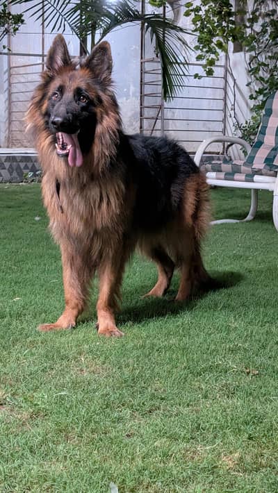 jerman shafad long coat pink pedigree male