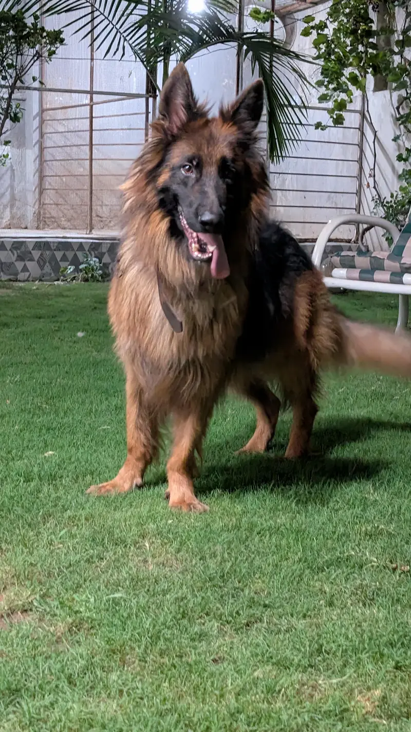 jerman shafad long coat pink pedigree male — photo 2