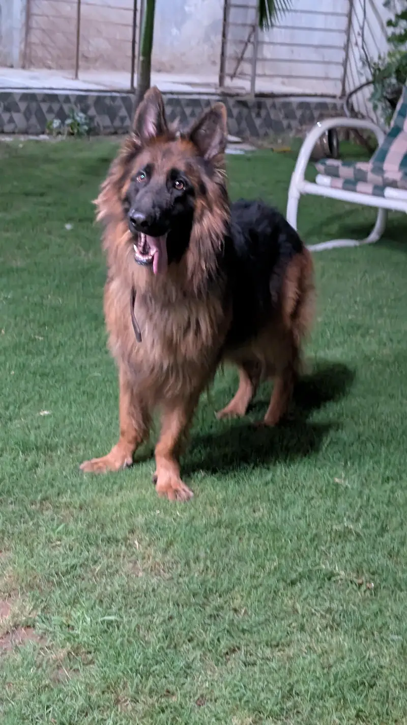 jerman shafad long coat pink pedigree male — photo 3