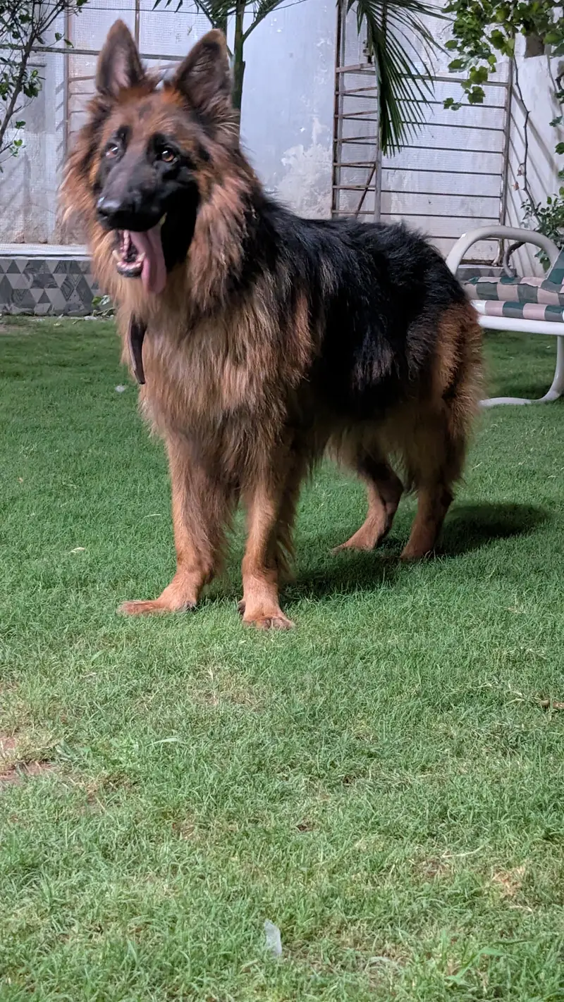 jerman shafad long coat pink pedigree male — photo 4