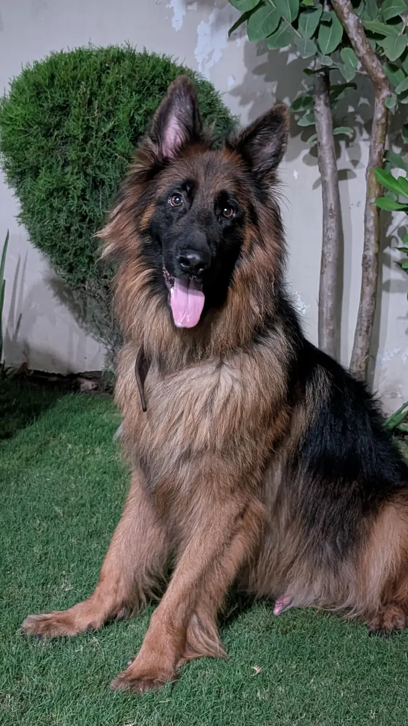 jerman shafad long coat pink pedigree male — photo 5