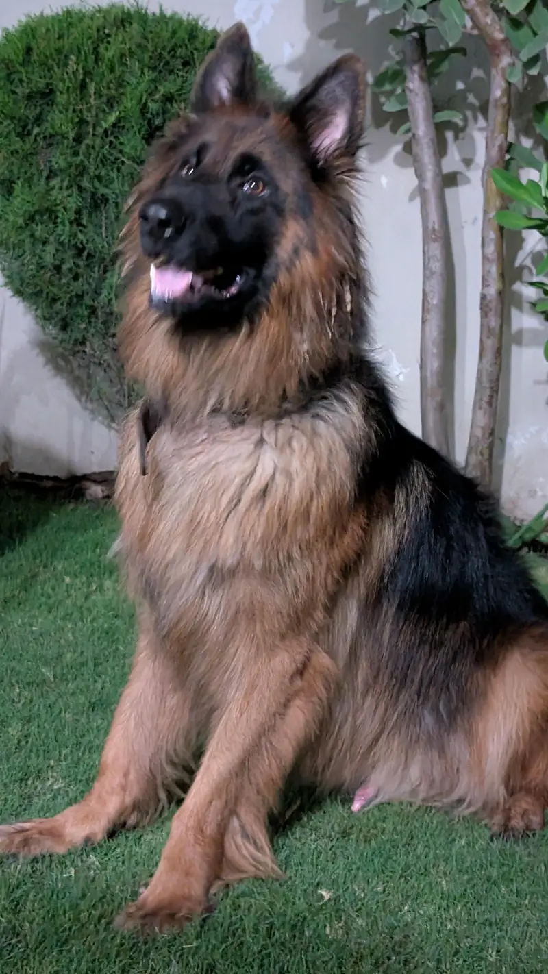 jerman shafad long coat pink pedigree male — photo 6