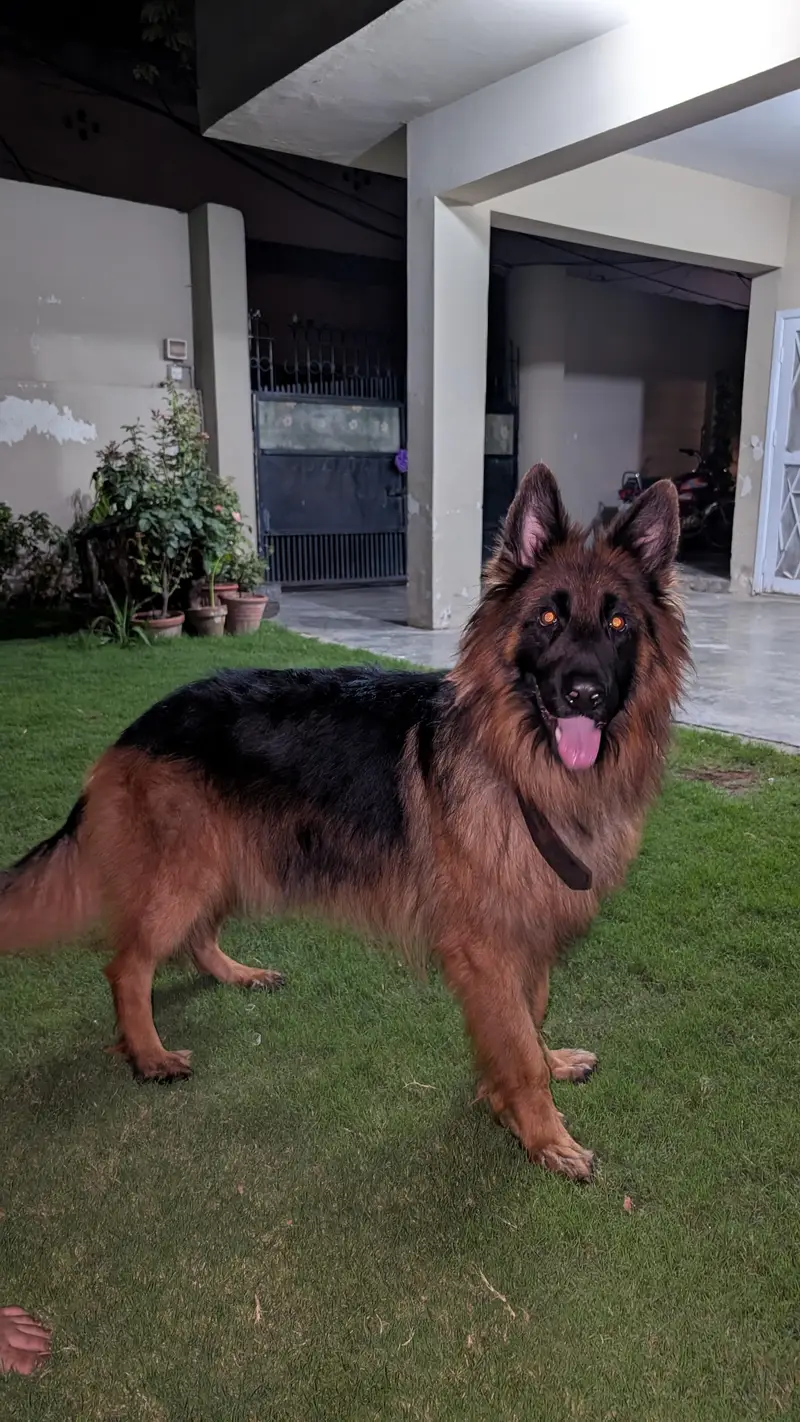 jerman shafad long coat pink pedigree male — photo 7