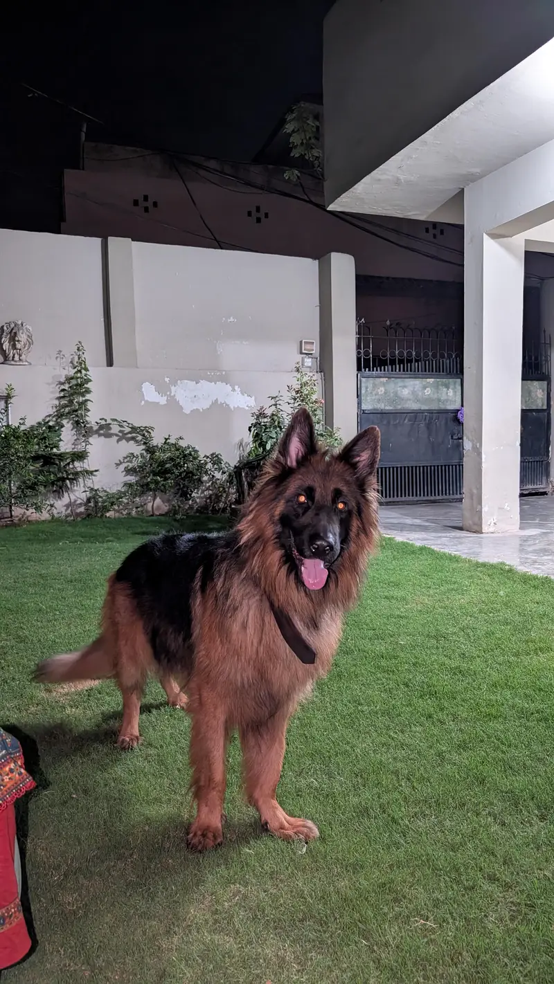 jerman shafad long coat pink pedigree male — photo 8
