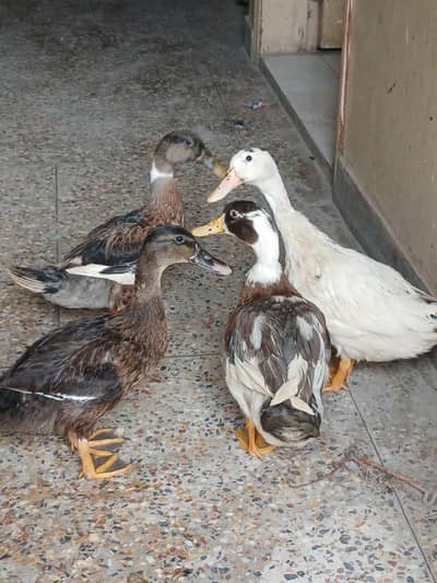 Ducks
