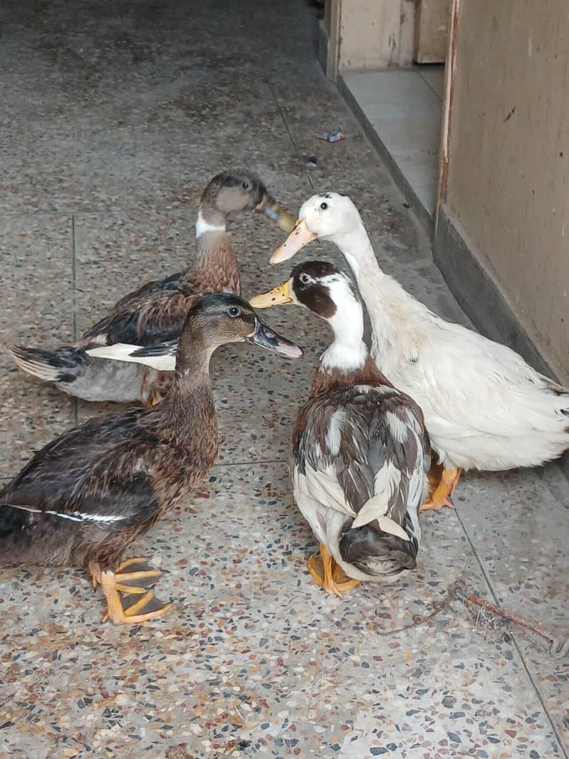 Ducks 0