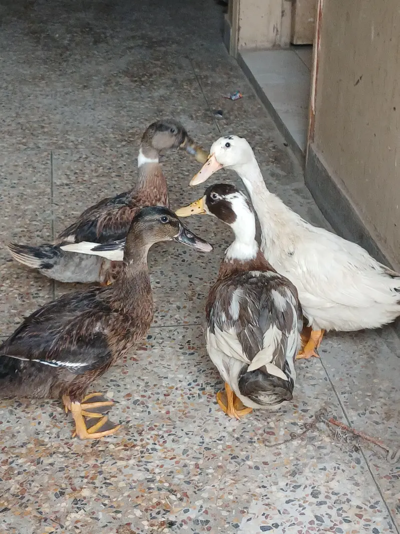 Ducks