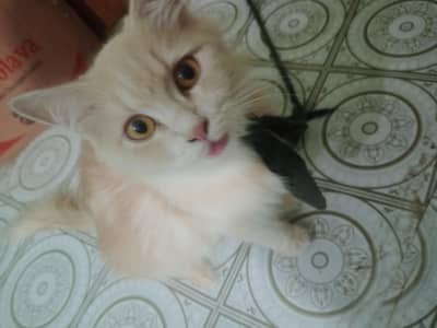 breeder female Persian