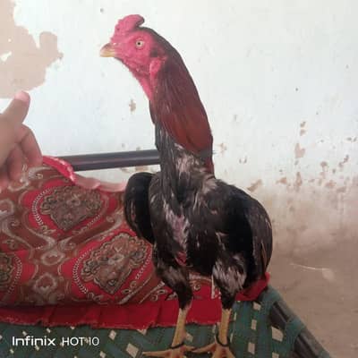Aseel patha for sale high quality