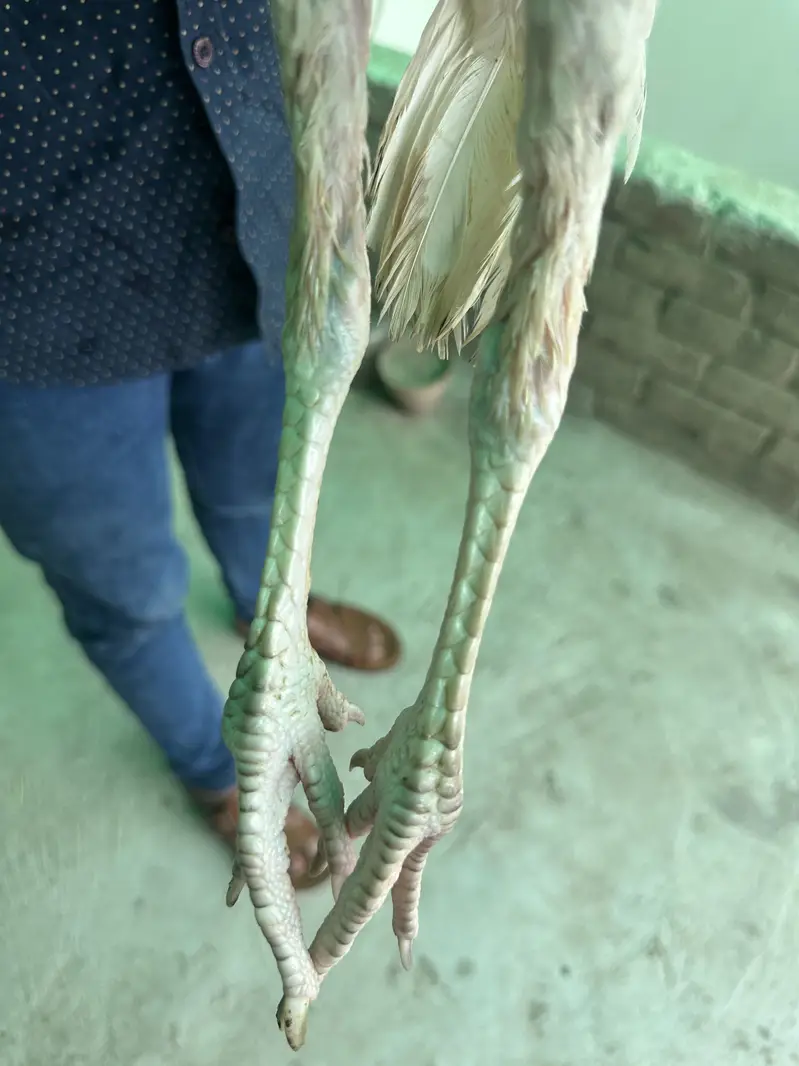 Aseel pair for sale — photo 3