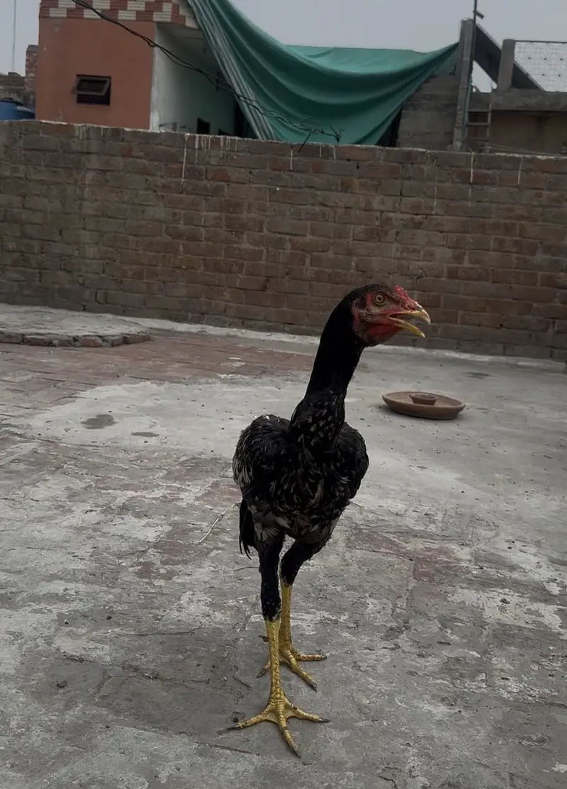 Aseel pair for sale — photo 4