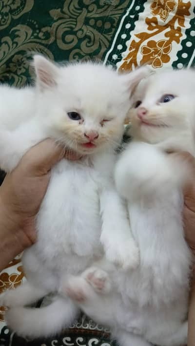 Persian kitten for sale