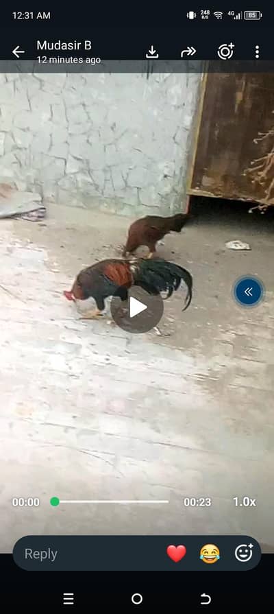 Aseel jora java