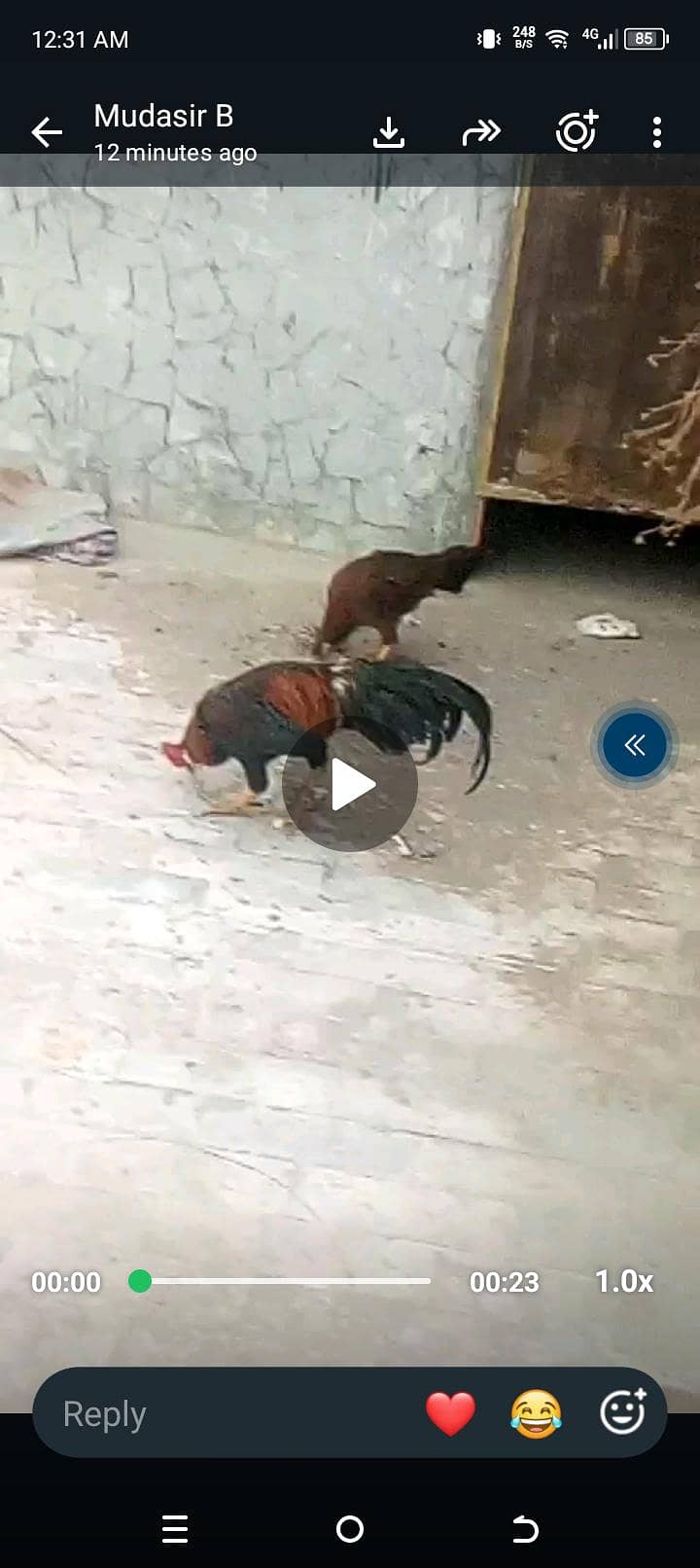 Aseel jora java 0