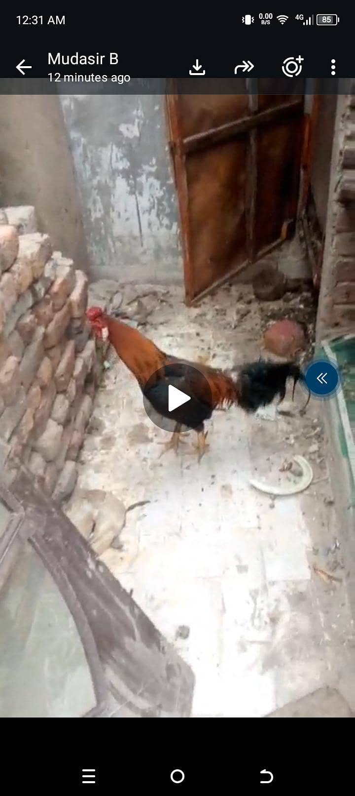 Aseel jora java 2