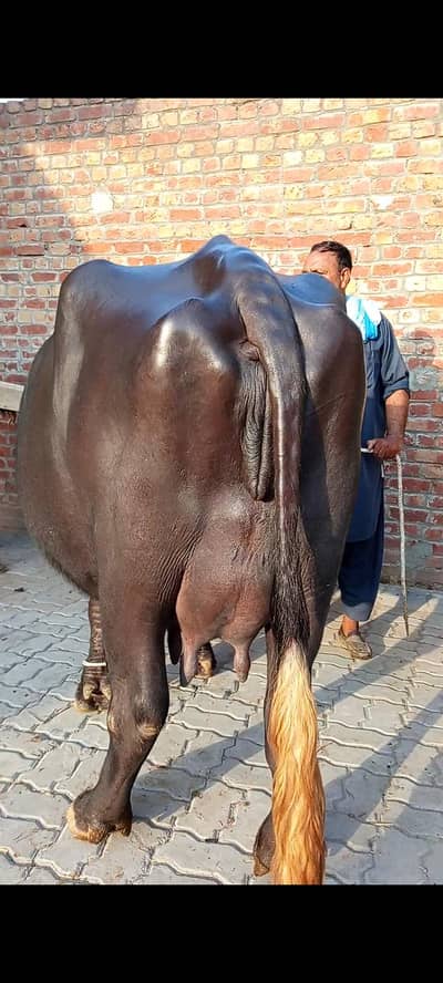 buffalos neeli jhoti