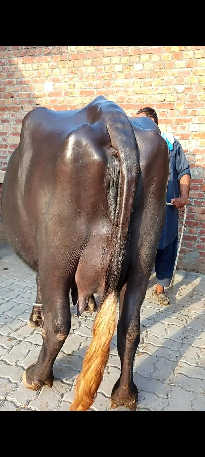 buffalos neeli jhoti — photo 2