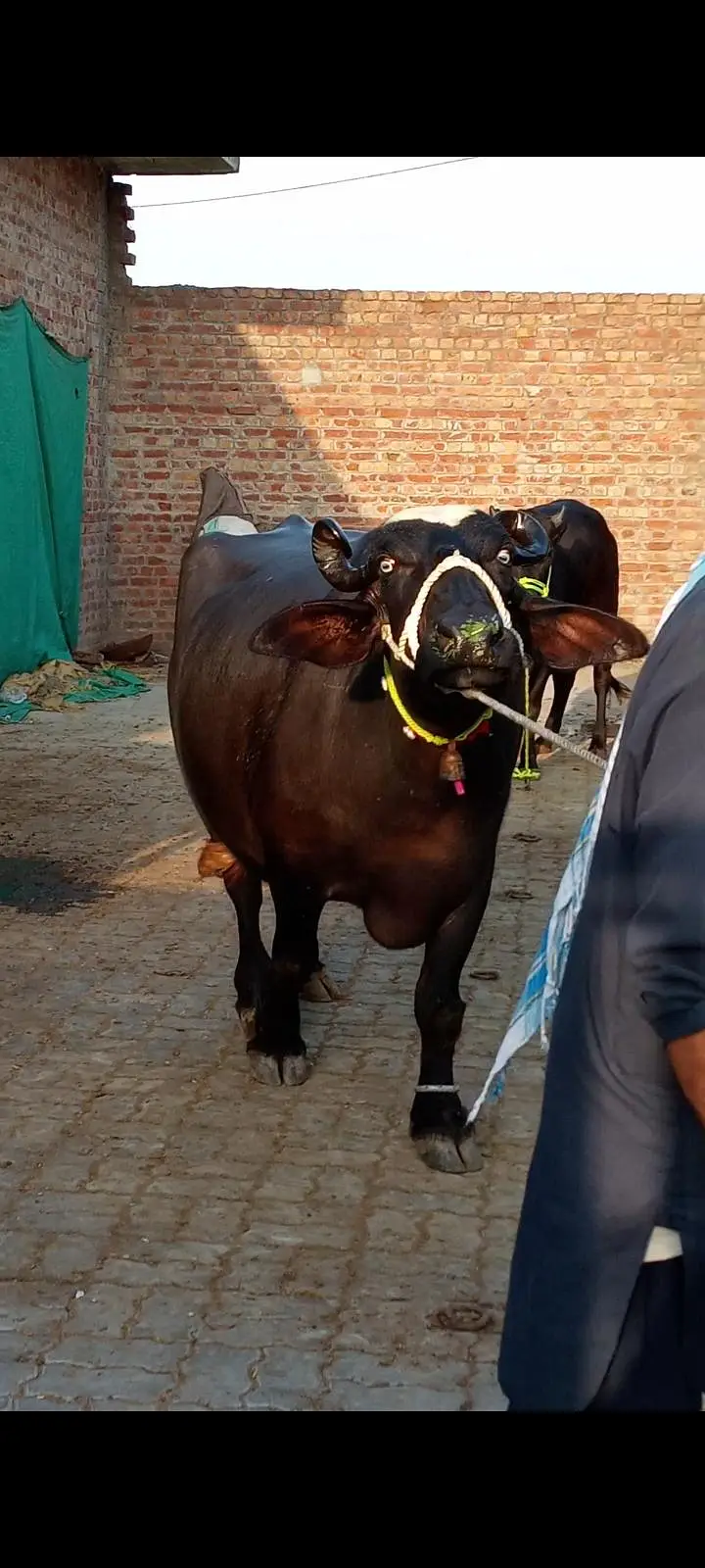 buffalos neeli jhoti — photo 3