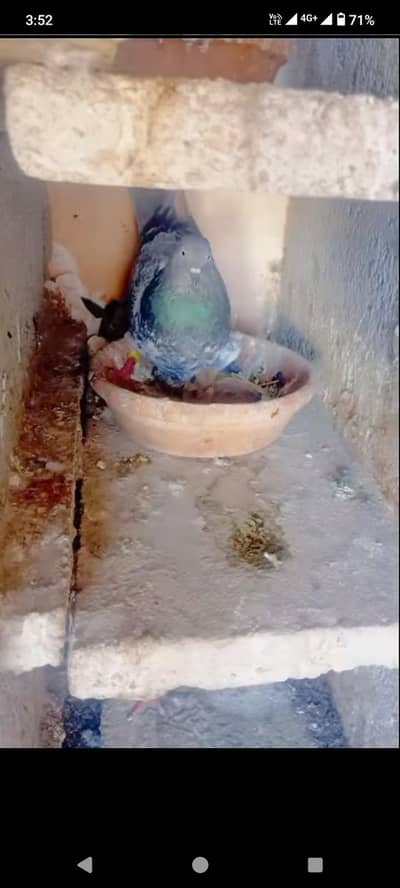 all type pigeon available
