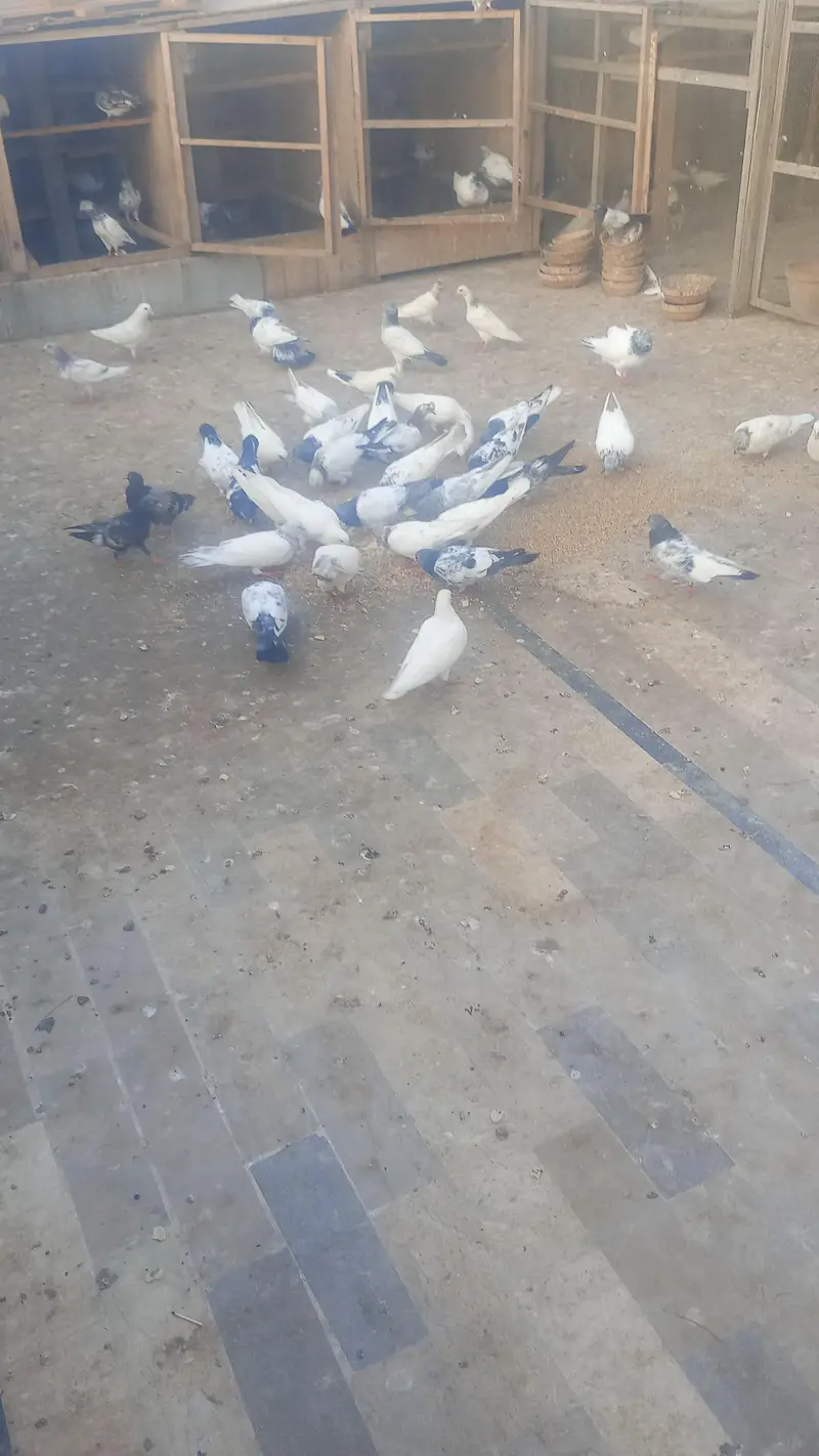 all type pigeon available — photo 2