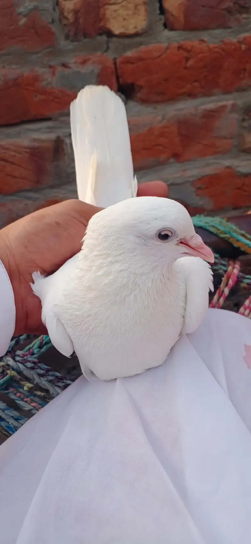 all type pigeon available — photo 3