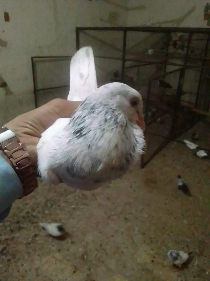 all type pigeon available — photo 4