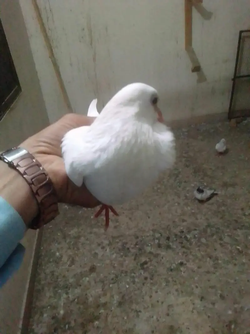 all type pigeon available — photo 5