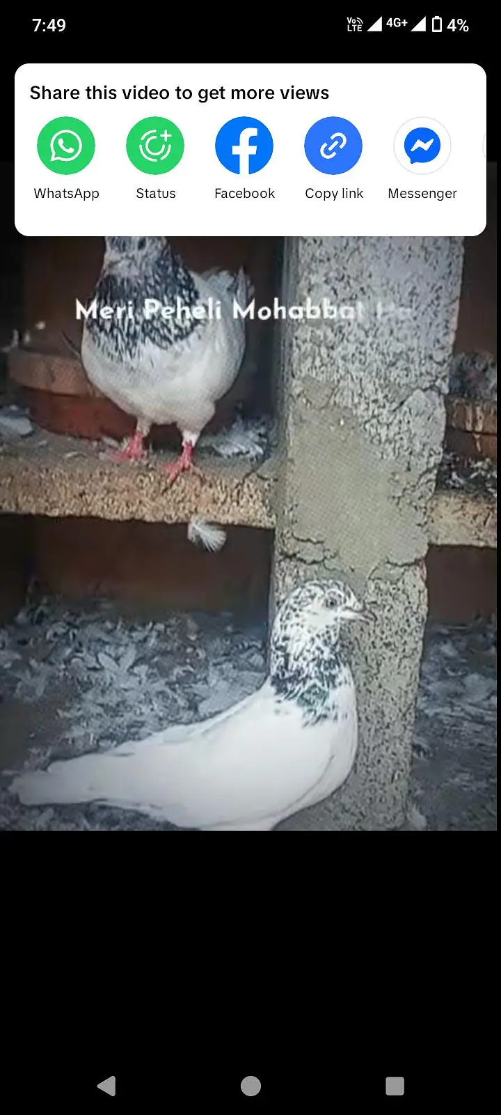 all type pigeon available — photo 6