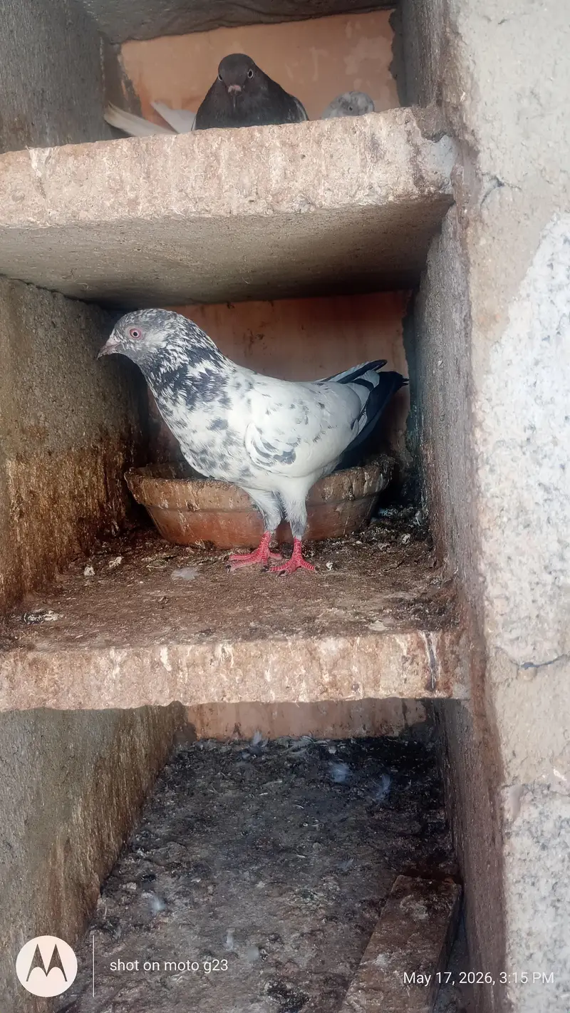 all type pigeon available — photo 7
