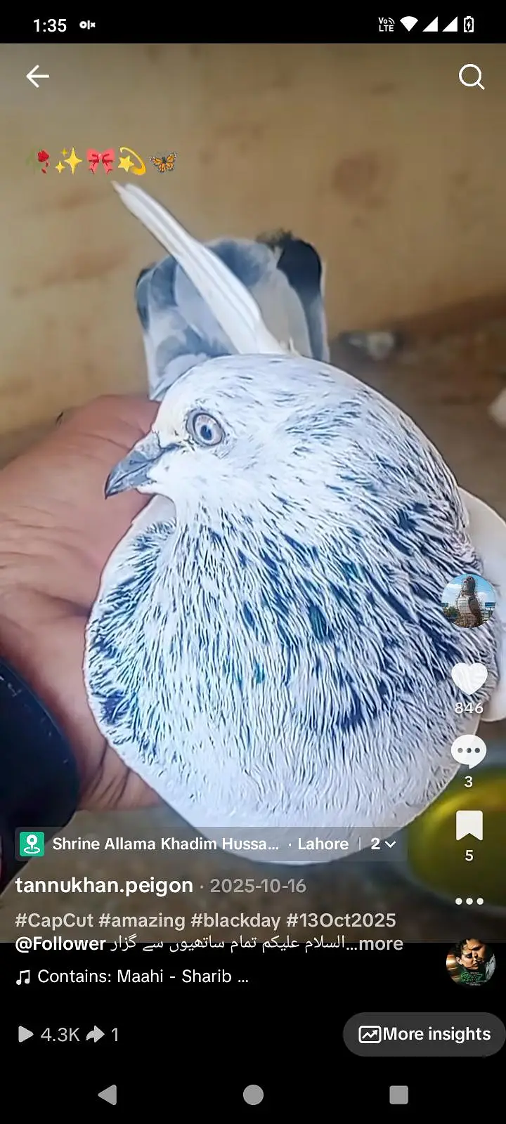 all type pigeon available — photo 8