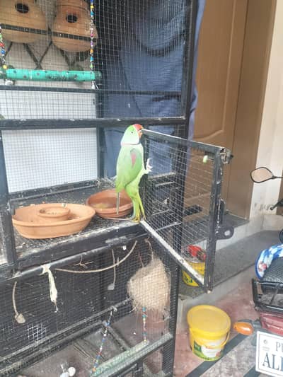 kashmeri parrot.