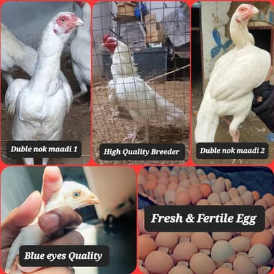 Top Quality heera egg for sell